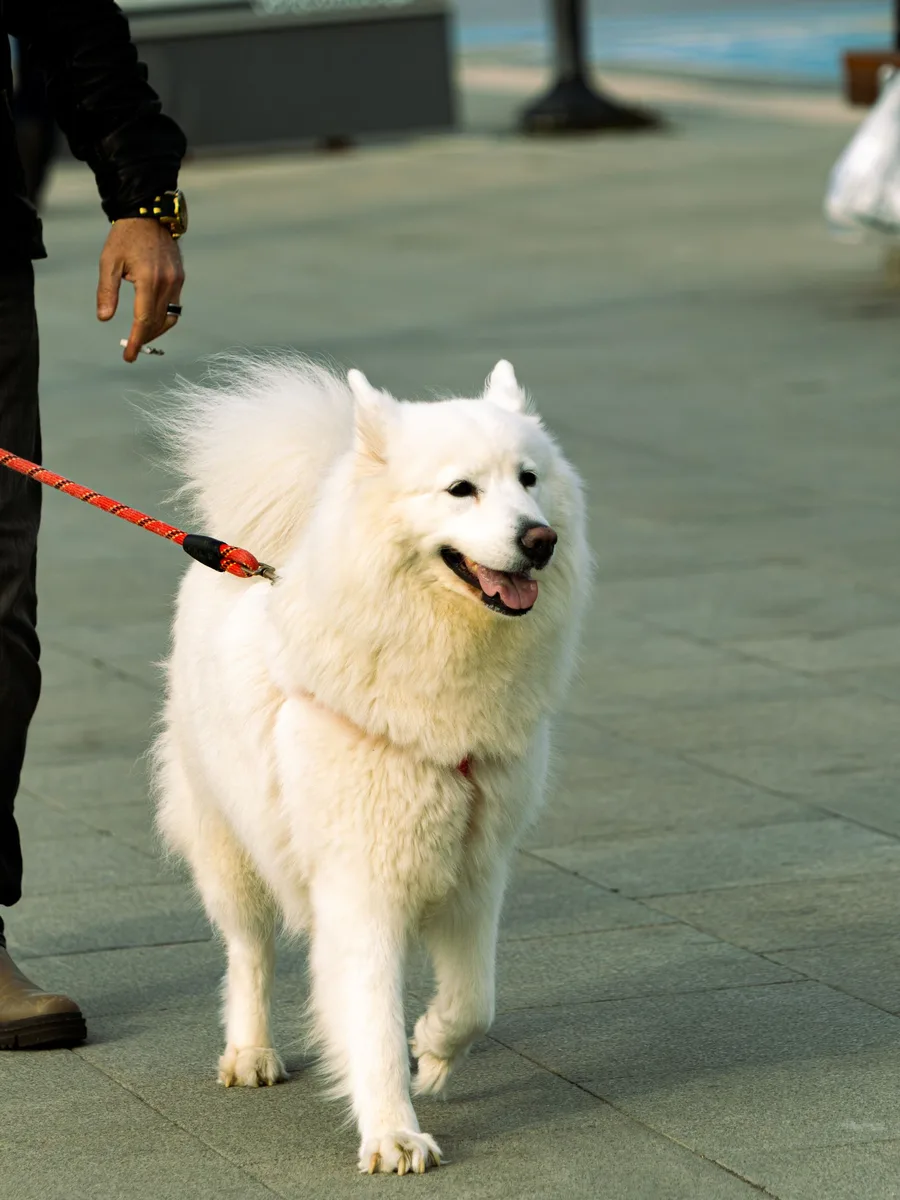 Samoyedo paseando por la ciudad