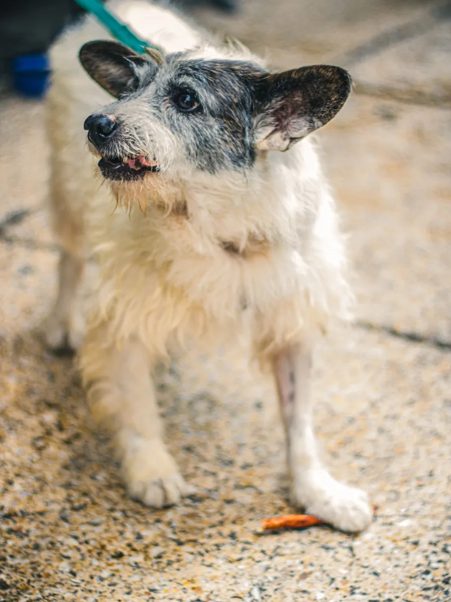 Peludo mestizo en su paseo