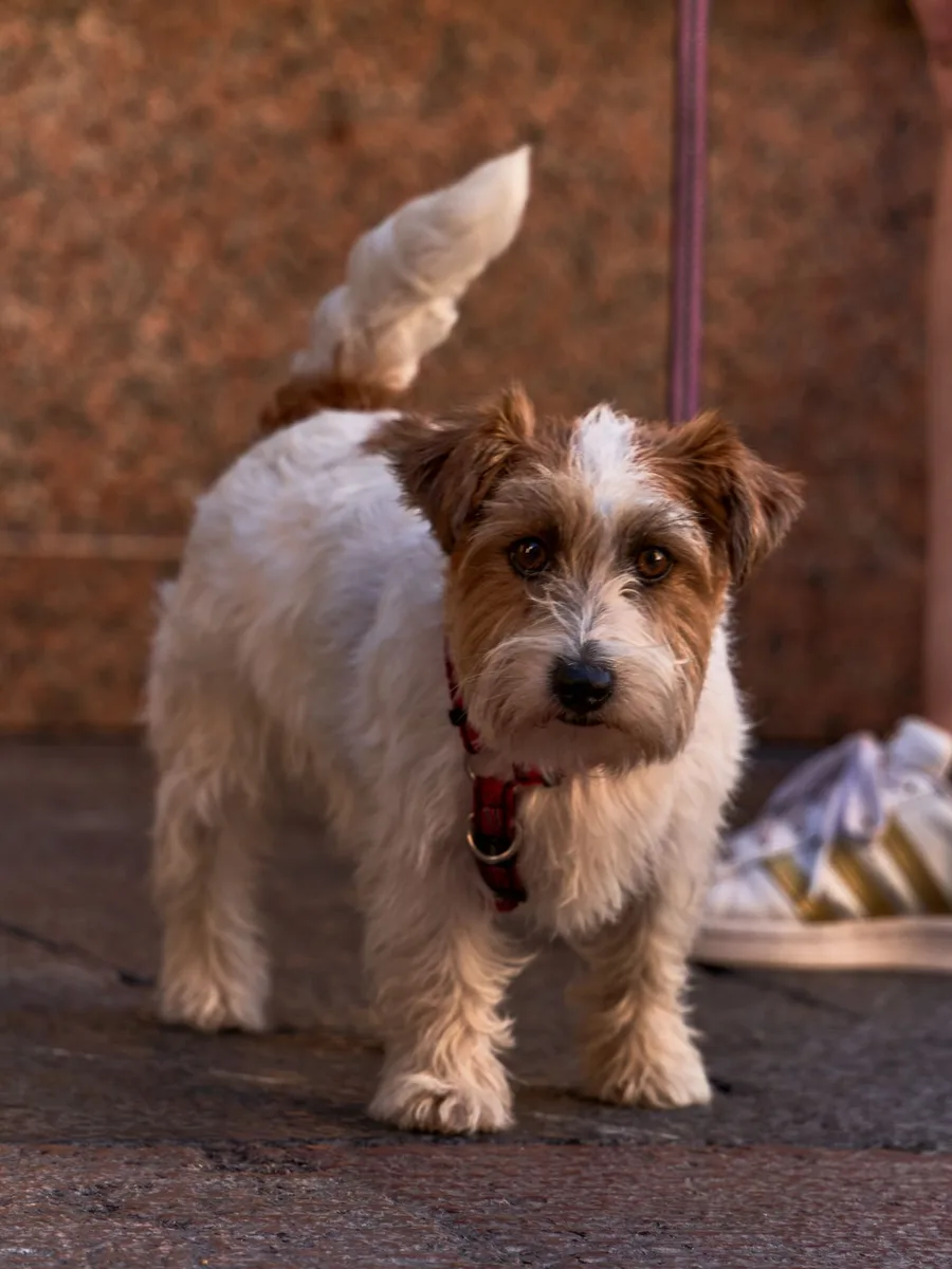 Terrier atento durante el paseo