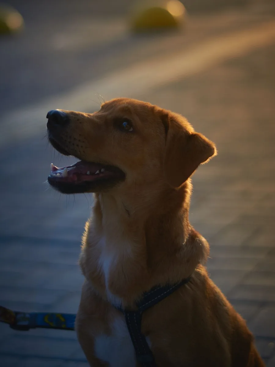 Labrador dorado al atardecer