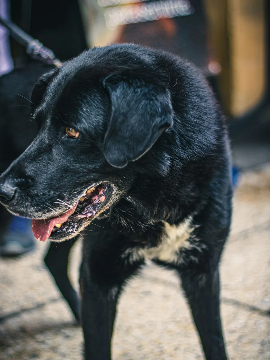 Labrador negro feliz en la calle