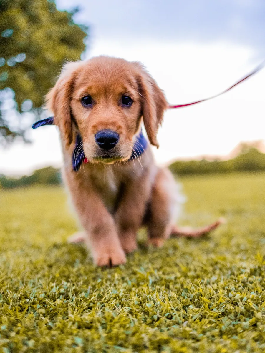 Cachorro golden en el parque