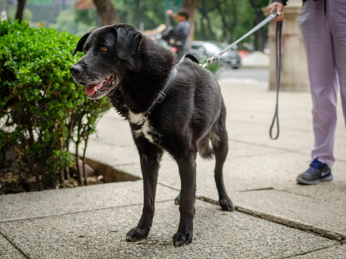 Peludo negro con correa en parque urbano