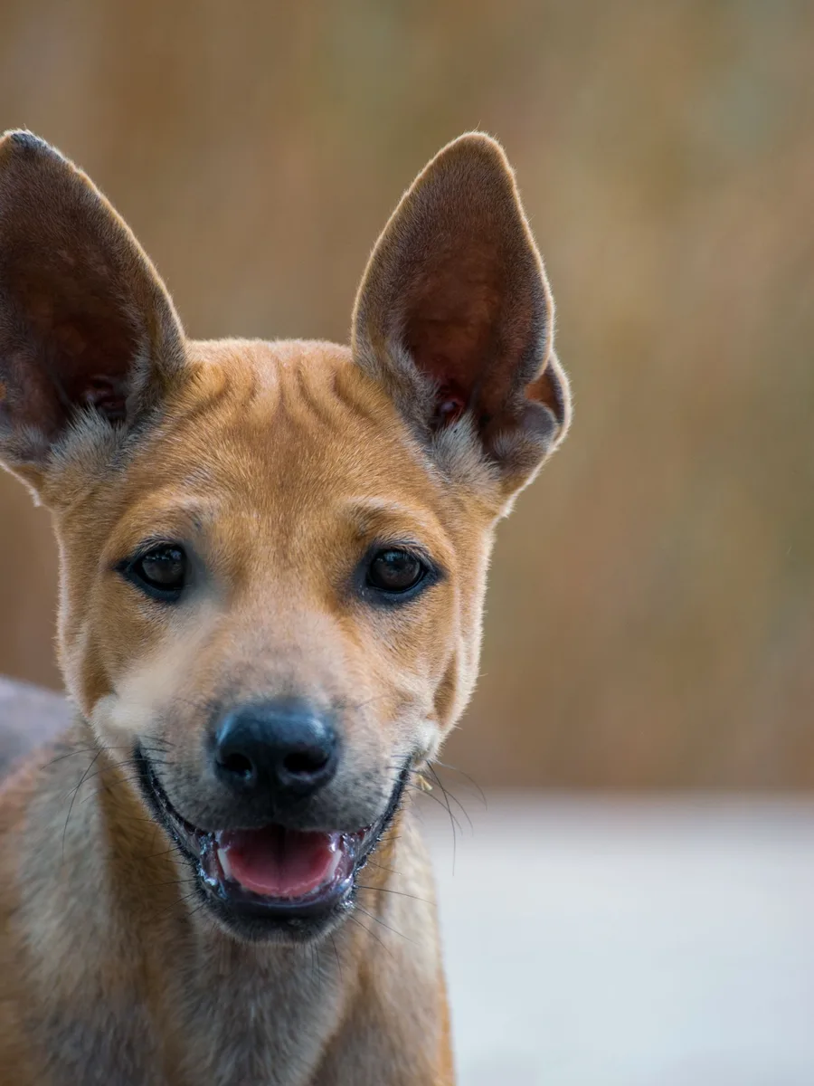 Cachorro sonriente en el parque