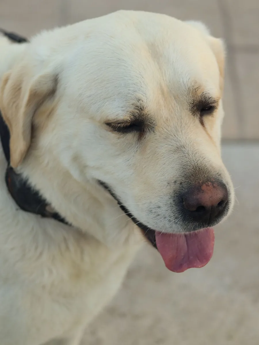 Labrador descansando tras el paseo