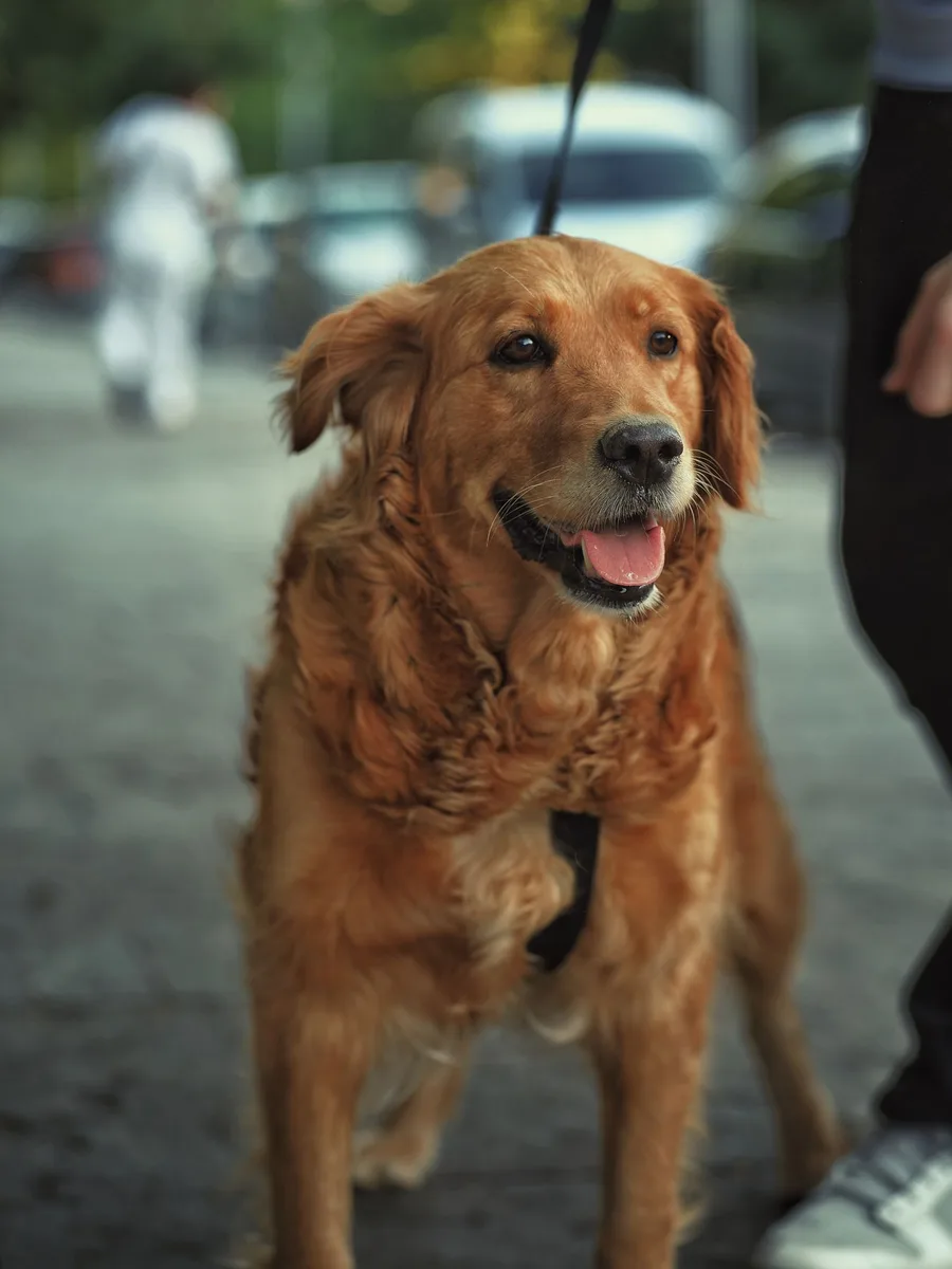 Golden retriever paseando por la ciudad